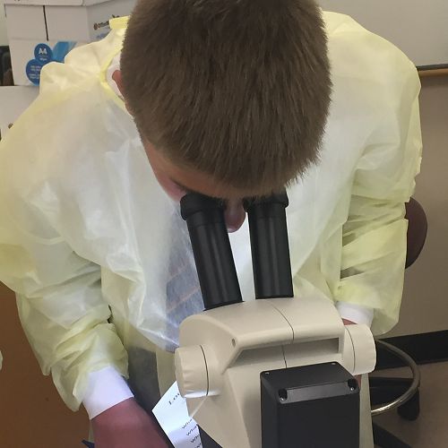 Discovering Fruit Fly Mutations
