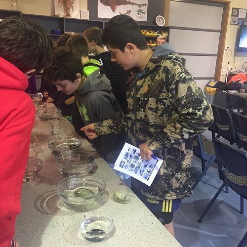 Exploring the Mighty Molluscs