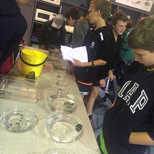 Exploring the Mighty Molluscs