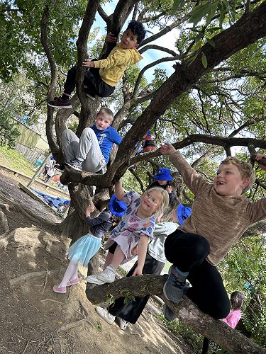 We love having our climbing trees back