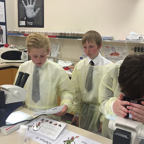 Observing the Fruit Fly Mutations