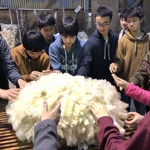 Sheep shearing