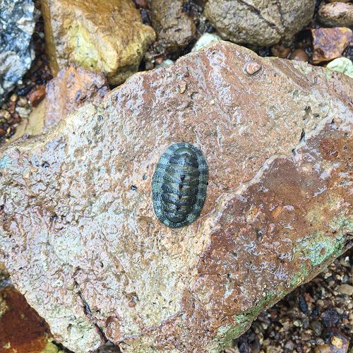 Chiton