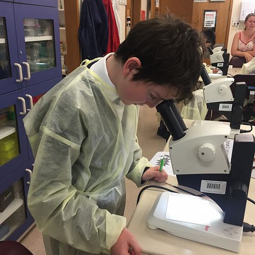 Observing the Fruit Fly Mutations