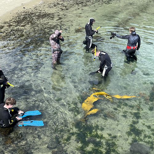 Biology students entering the water at Wellers Rock