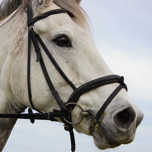The Horse - Cameron Leydon