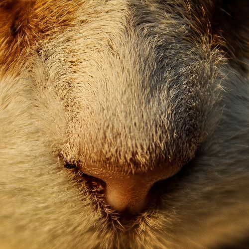 The Cat - Danny Adams