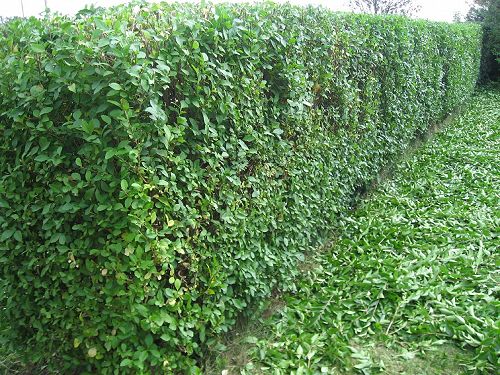 Hedge