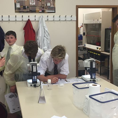 Discovering Fruit Fly Mutations