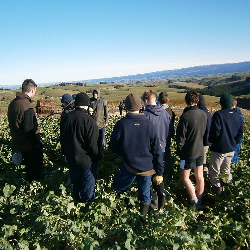 Year 11's inspecting a crop of swedes in Waitahuna.