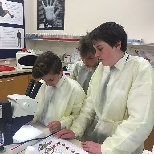 Observing the Fruit Fly Mutations