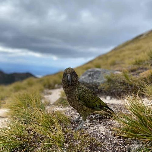 Kepler 2.0 - The cheeky kea