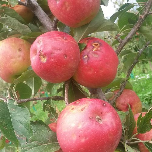 Hail-damaged apples
