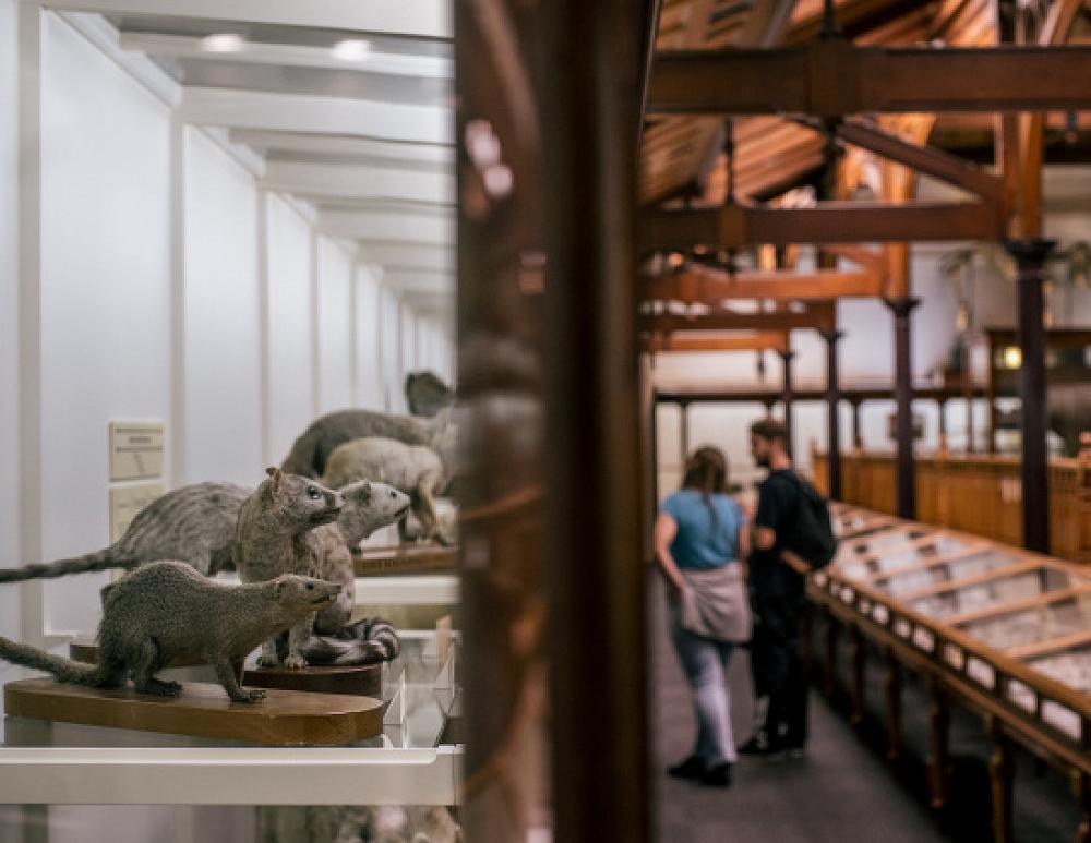 Quiet afternoons at Tūhura Otago Museum