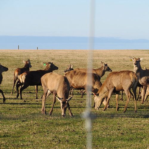 Some deer 'just over the fence'