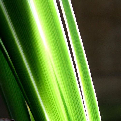 Grass - Danny Adams