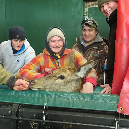 Up close and personal with Bambi...