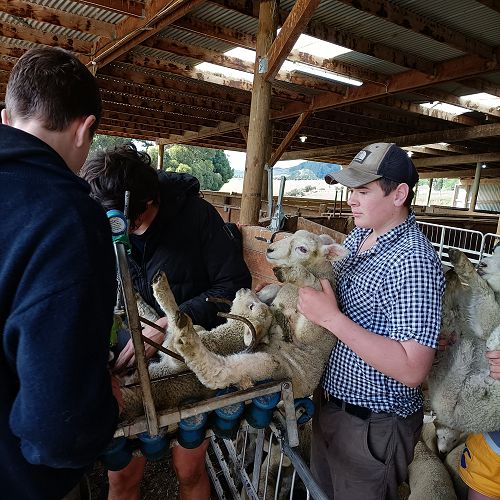 Archie McDiarmid loading lambs into the shute.