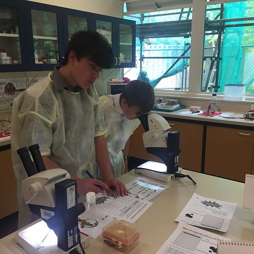 Discovering Fruit Fly Mutations