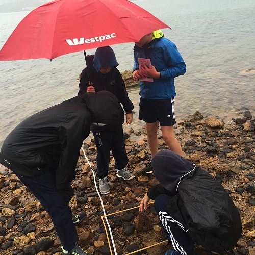 Studying Mighty Molluscs
