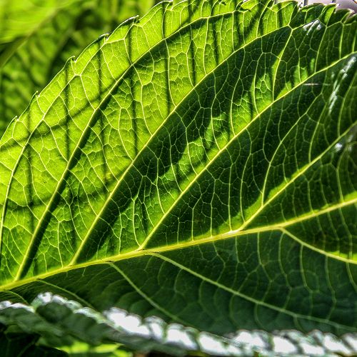 Leaf - Danny Adams