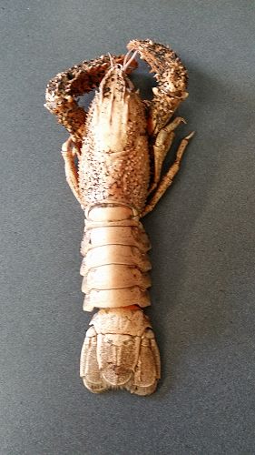 crayfish 