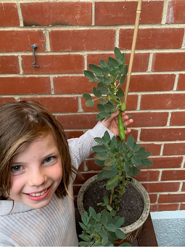 Nia- Still growing her bean from Term 1! 