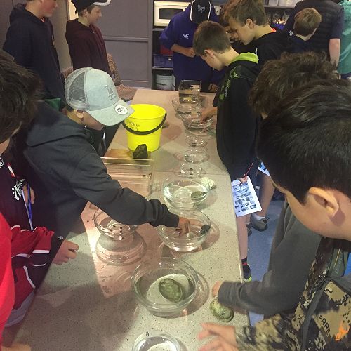 Exploring the Mighty Molluscs