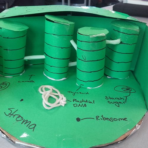 Grana stacks in the chloroplast...