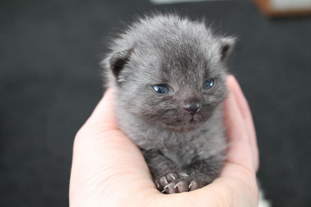 Rescued moggie kickstarts children’s book