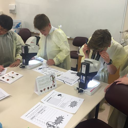Testing DNA samples in the lab
