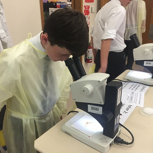 Discovering Fruit Fly Mutations