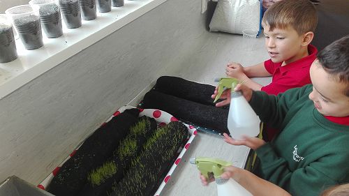 Awa Gardening