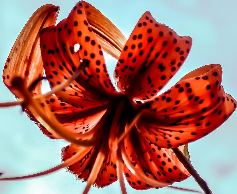 Flower - Danny Adams