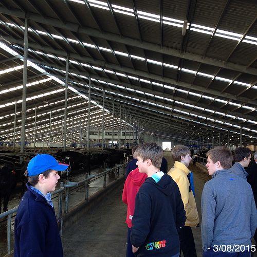 Boys inside the giant cow shed with 1500 dairy cows.