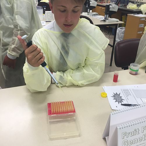 Testing DNA samples in the lab