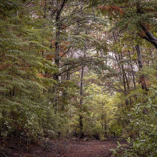 The loop track at Lake Mistletoe