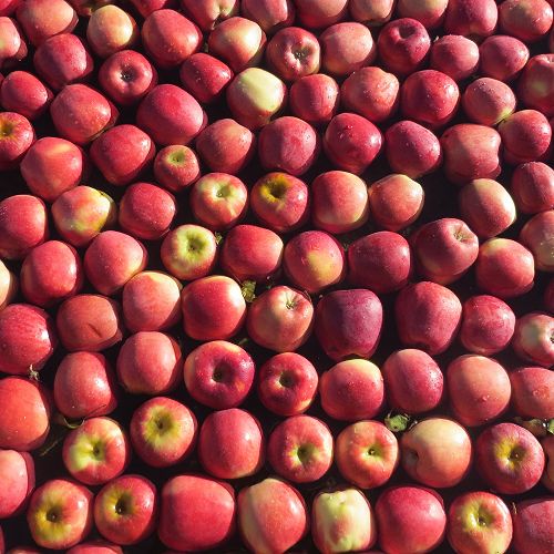 Apple delight...