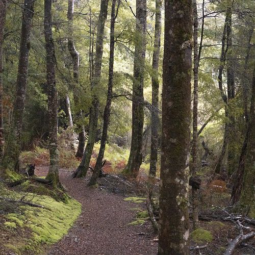 The loop track at Lake Mistletoe