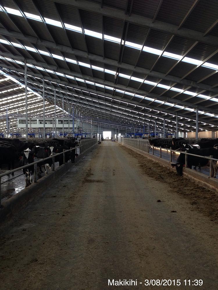 The giant shed capable of housing 1500 Dairy Cows. 