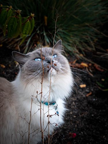 Milo by Grace Hill (entered into the Pets category)