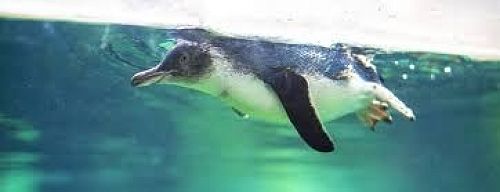 Yellow-eyed Penguin at Iceberg, Christchurch