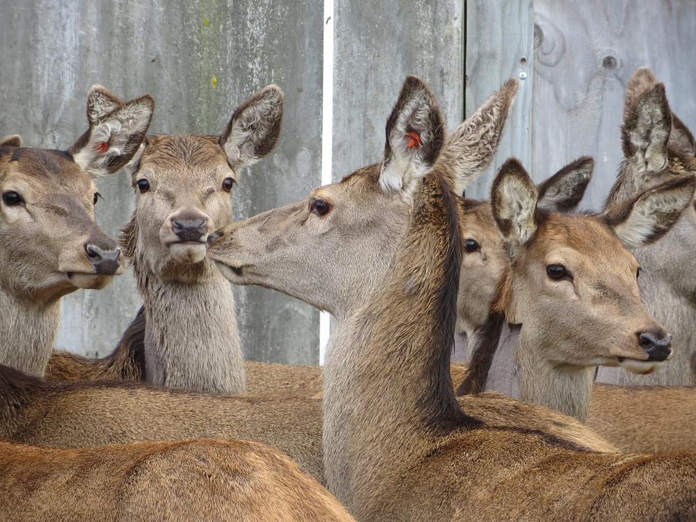 Deer were only considered 'farm' animals in 1969 in New Zealand...