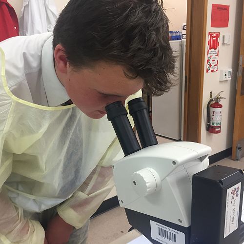 Discovering Fruit Fly Mutations