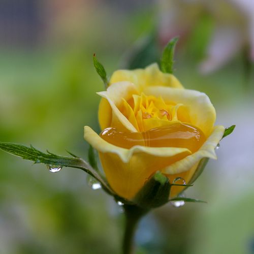 The Rose - Danny Adams