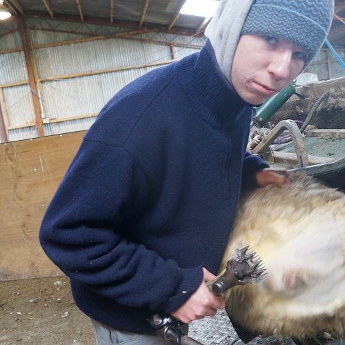 Daniel Tucker crutching a ram lamb during a farm visit