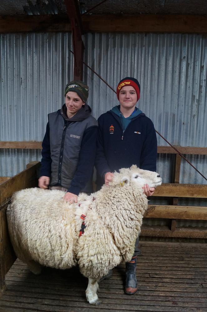 Hugo Cochrane and William Smillie with a ram after putting a harness on it.