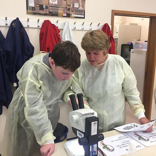 Observing the Fruit Fly Mutations