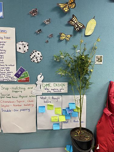 Room 11-Monarch Caterpillars