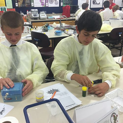 Testing DNA samples in the lab